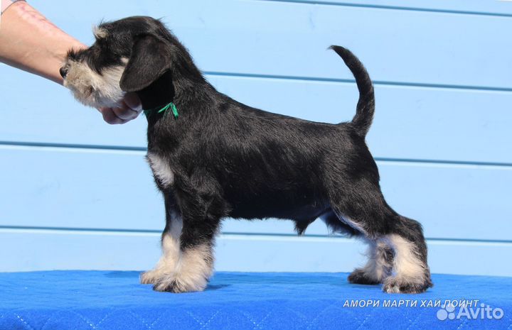 Щенки цвергшнауцера черного с серебром окраса