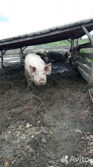 Супоросная свиноматка