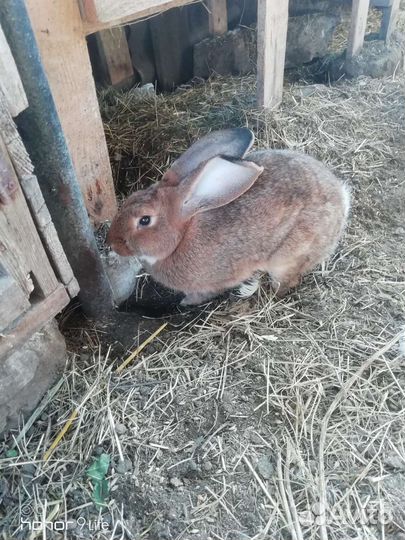 Кролики бургундские и шиншилы продажа обмен