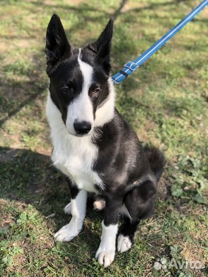 В добрые руки кобель метис лайки