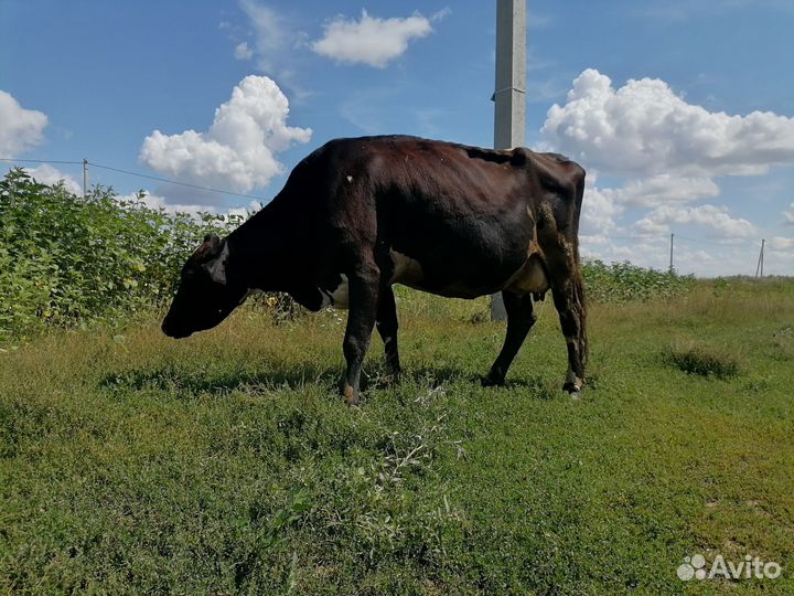Корова стельная дойная