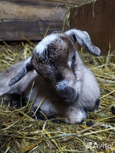 Козочки рождены 16.10.23