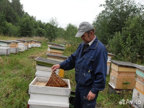 Пчелы.Пчелосемьи карника и карпатка. матки 2024 г