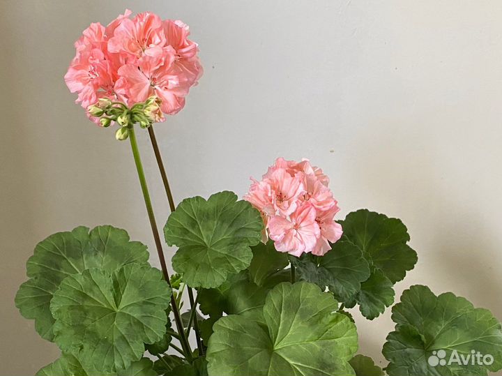 Пеларгиния Шелк Лагуна