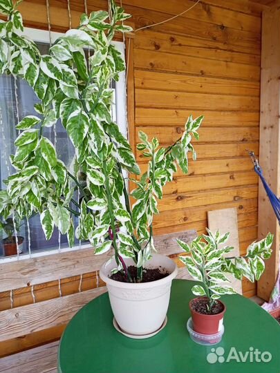 Цветы комнатные