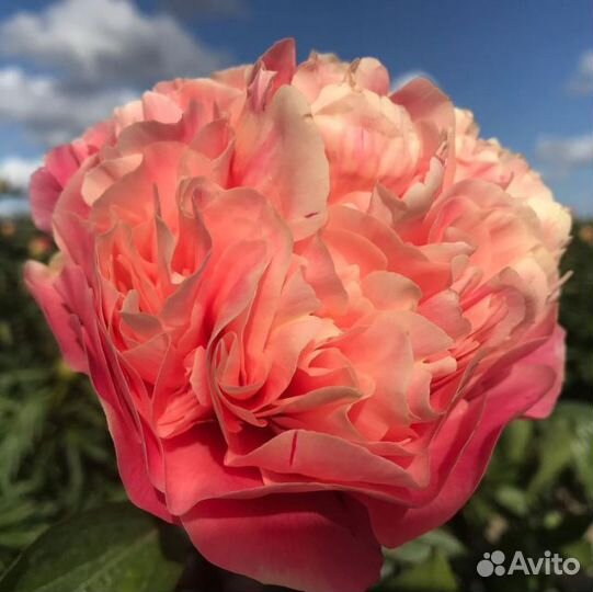 Пионы.Корни для осенней посадки. Более 100 сортов