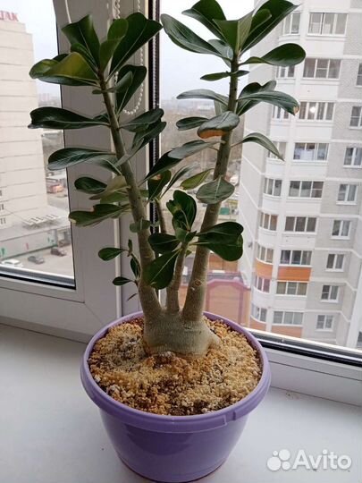 Адениум обесум