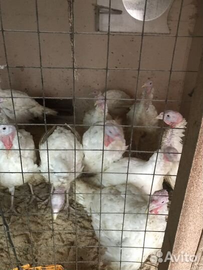 Мясо домашней индейки