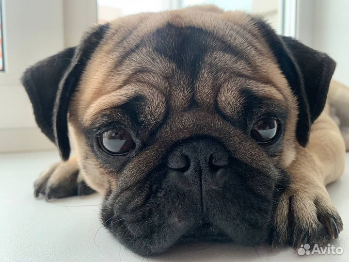 Мопс вязка мальчик