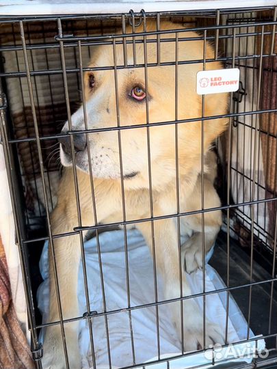 Собака кобель