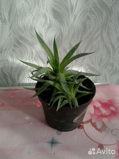 Хавортия комнатные растения