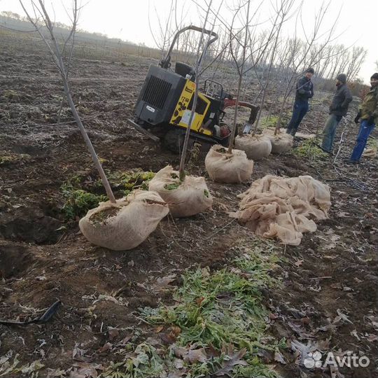 Клён остролистный явор татарский канадский