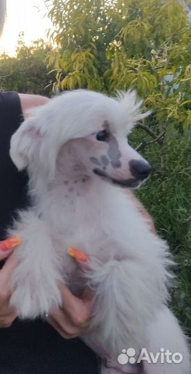 Китайская хохлатая