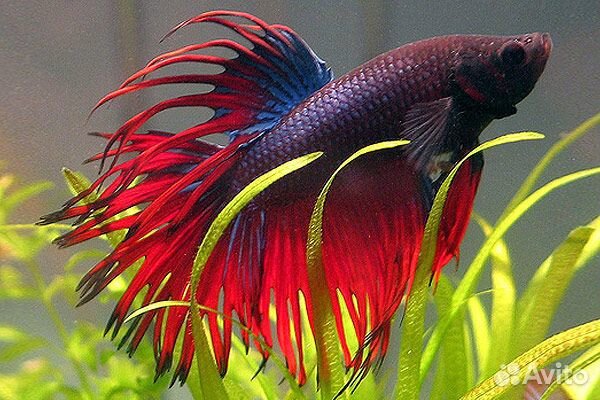 Рыбка петушок