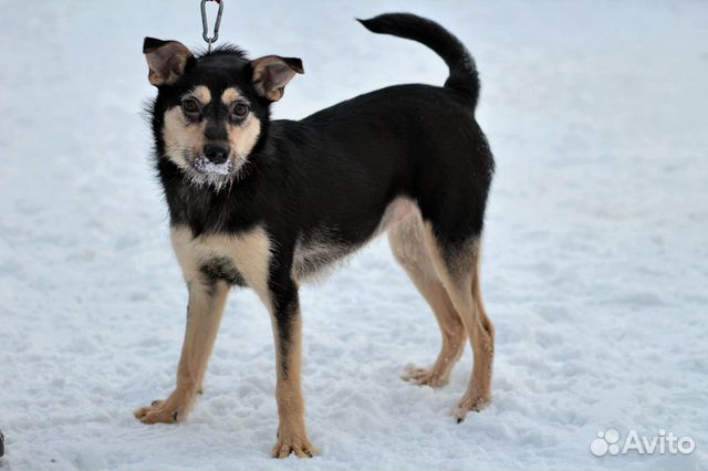 Малышка Ками в семью