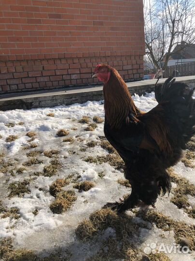 Куры брама инкубационное яйцо