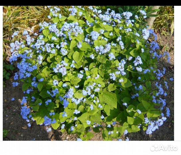 Бруннера сибирская - Brunnera sibirica Stev. (1851