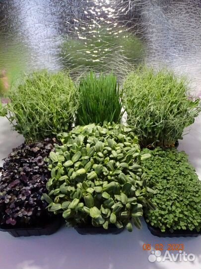 Микрозелень на заказ