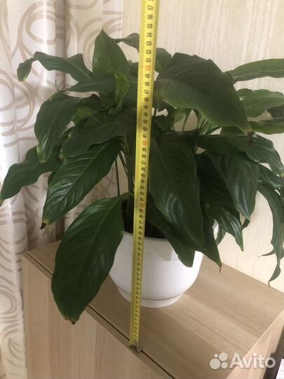 Спатифиллум - Женское счастье