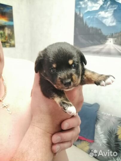 Отдам в добрые руки, щенок девочка