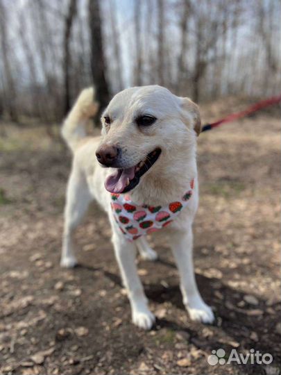 Добрый-добрый Сахарок