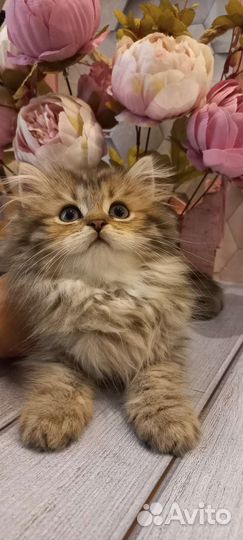 Британские котята хайленд