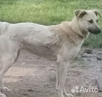 Собачка Соня 1 год