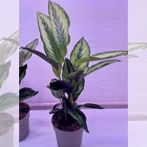 Калатея пинстрайп