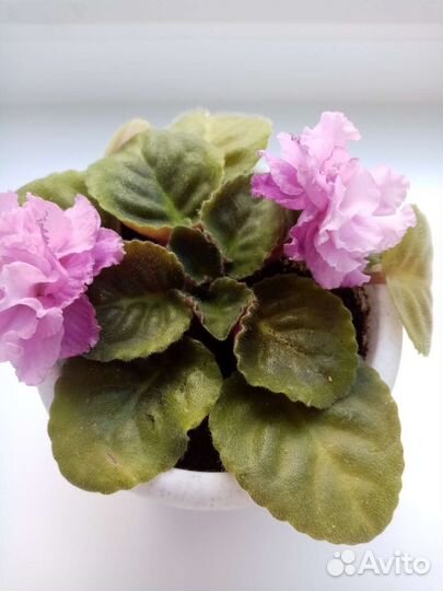 Фиалка в горшках