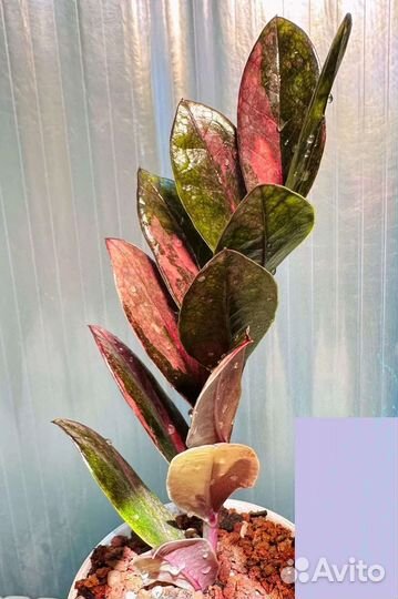 Замиокулькас вариегатный пинк ветка