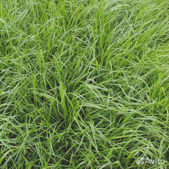 Семена Овсяницы Тростниковой опт