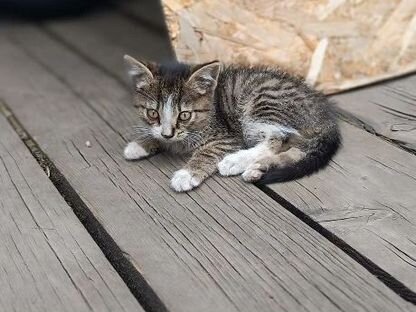 Котёнок в добрые руки, Могоча