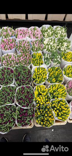 Тюльпаны оптом