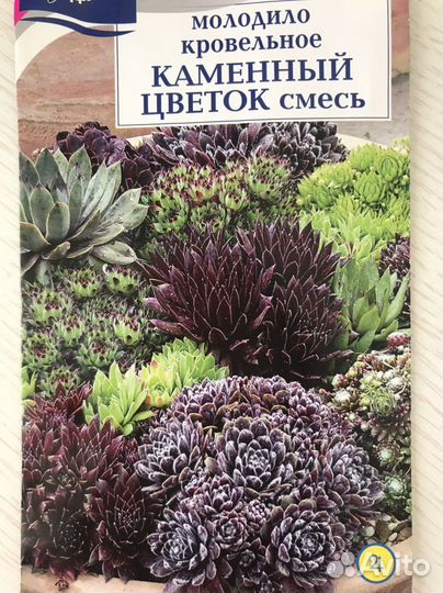 Молодило каменная роза