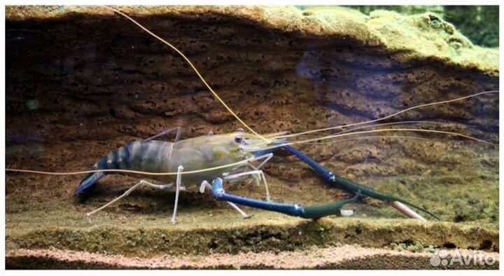 Креветка Розенберга макробрахиум 7см