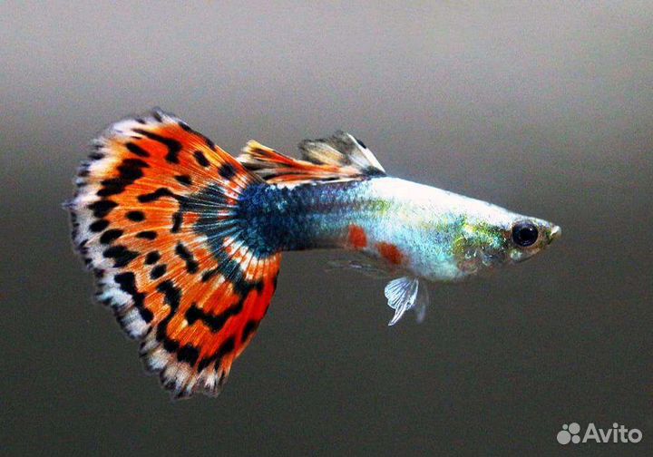 Аквариумные рыбки гуппи