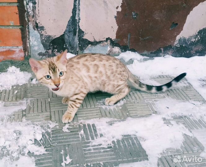 Бенгальские котята. Бенгальские кошки и коты