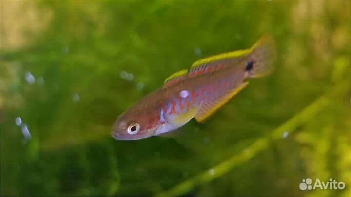 Элеотрис ковровый аквариумная рыбка