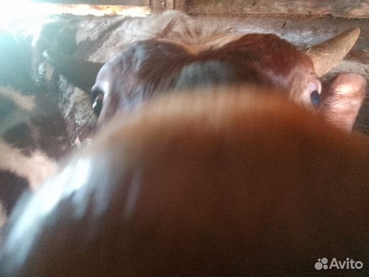 Продадим бычков