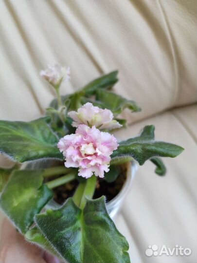 Фиалки цветущие,черенки, листики, детки