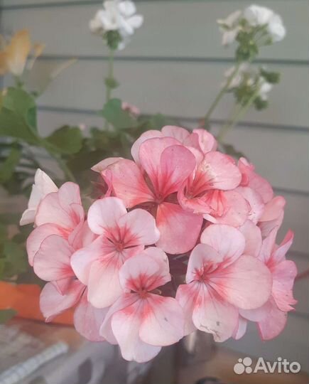 Пеларгония герань сортовая