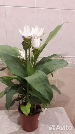 Комнатные и садовые растения