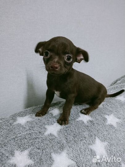 Щенки чихуахуа