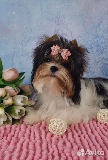 Очень красивая девочка стандартного размера