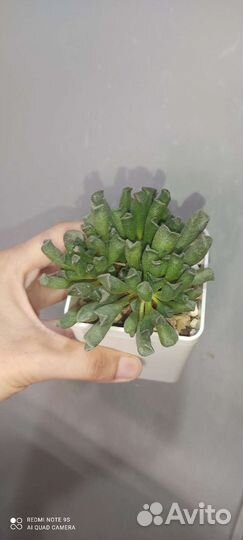 Адромискусы