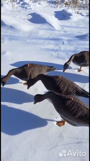 Чучела гусей для охоты