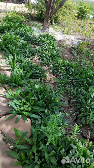 Астра многолетняя (сентябринка )