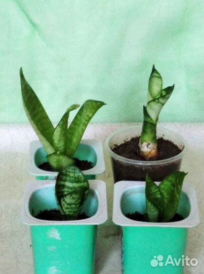 Комнатные цветы Сенсевиерия