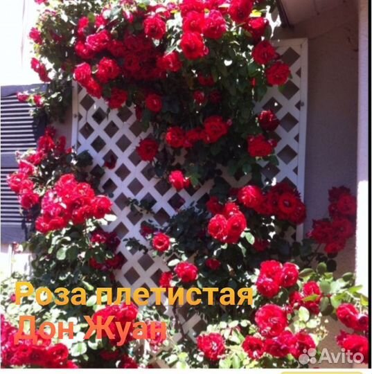 Роза плетистая