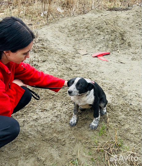 Собака в добрые руки. Кобель. Подросток